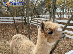 «Все эти цены мне абсолютно непонятны»: туристка раскритиковала альпака-парк в Сочи