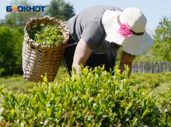 Сочинский чай за год стал дороже на 10%