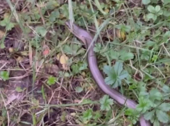 Сонная змея в сочинском лесу попала на видео 