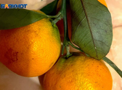 Россиянам рассказали, сколько мандаринов можно вывозить из Абхазии