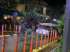 Огромное дерево упало на машину с водителем в Сочи