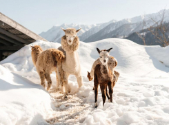Альпаки с редким цветом родились в парке Сочи