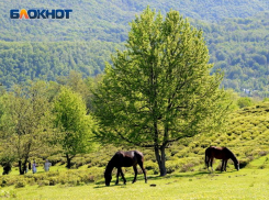 Загоны для лошадей построят в сочинском приюте для бездомных животных