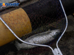 Радужную форель отправили из Сочи в Луганск для восстановления рыбхоза