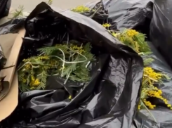 Продавцы бросили мешки с мимозой на таможенном пункте Псоу Сочи