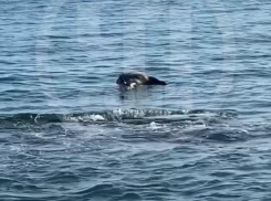 Мертвая лошадь плавала в море у берегов Сочи