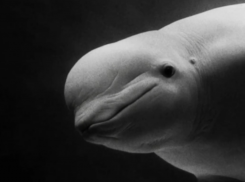  В Москвариуме умерла белуха, привезенная больной из Сочи