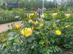 Более 3 тысяч кустов роз высадят в центре Сочи