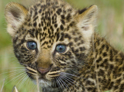 Детенышам леопардов дали имена в честь рек Сочи