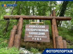 Почему Тисо-самшитовая роща входит в топ-10 мест для посещения Сочи