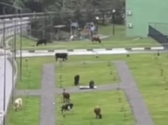 Коровы съели «Аллею памяти» около школы в Сочи