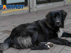Бездомная собака напала на ребенка в Сочи