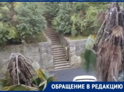 Жительница Сочи бьет тревогу из-за массовой гибели пальм