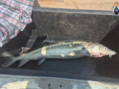 До 4-х лет колонии грозит жителю Сочи, выловившему одну рыбку осетра