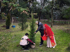 В «Ривьере» Сочи высадили хвойные деревья в знак единства народов