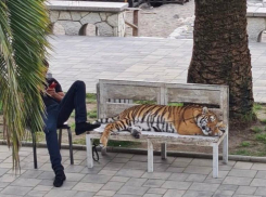 В Абхазии прохожим предлагали сделать фото с живым тигром 