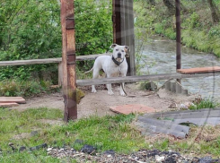 В ДНТ Сочи, где хаски отгрызли лицо мальчику, на улицу выбросили старого бульдога