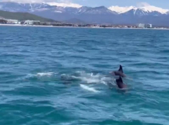 Брачные игры дельфинов в Сочи попали на видео