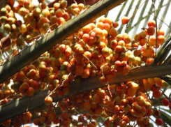 Осенние плоды созрели в парке «Дендрарий» в Сочи