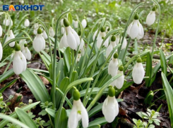 «Красная книга Сочи» получила грант Президентского фонда природы на 5 миллионов рублей