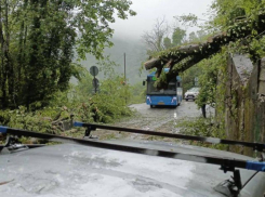В Сочи сошли оползни, повредив газовую трубу и повалив деревья