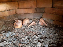 Массовое захоронение нашли в горах Сочи