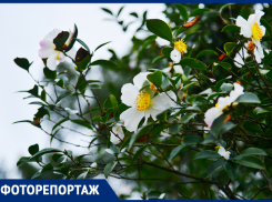 В парке Сочи началось одновременное цветение весенних и зимних растений 