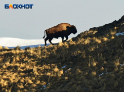 Кавказских зубров привезут из Сочи, чтобы разводить в Абхазии