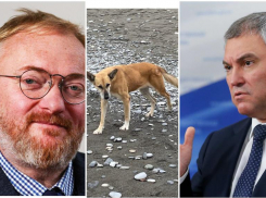 Ситуация с нападением собак в Сочи и Ставрополе вызвала споры в ГосДуме РФ