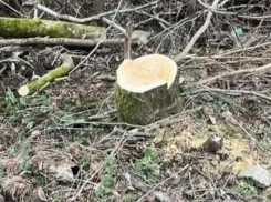 «Они угрожали проезду»: 85 ценных  деревьев вырубил житель Сочи