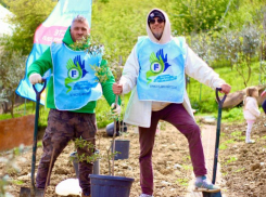 Компания Fix Price посадила аллею греческой оливы в Сочи