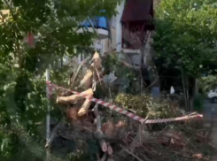 Повалило деревья и пропало электричество из-за сильного ветра в Сочи