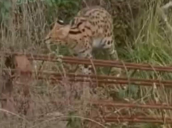 Африканский хищник третьи сутки пугает жителей Сочи 