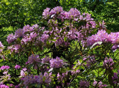 Краснокнижные рододендроны зацвели в Сочи