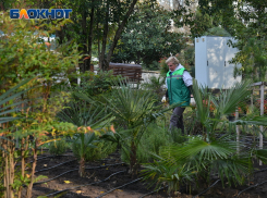 На 46 % вырос спрос в Сочи на услуги озеленения