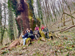 500-летний дуб погибает в нацпарке Сочи