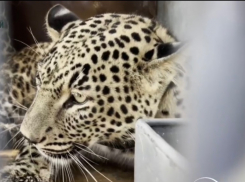 Несколько леопардов из Ирана и Туркменистана планируется привести в Сочи