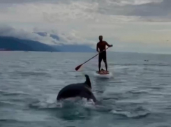 Дельфины устроили шоу в акватории Чёрного моря 