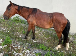 Больную лошадь из проката бросили умирать у обочины в Сочи