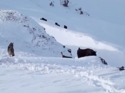 Молодые волки попытались напасть на зубренка в Кавказском заповеднике