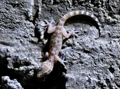 Турецкий экзотический геккон прижился в Сочи