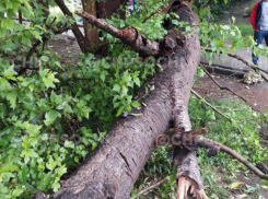 На женщину в Сочи рухнуло дерево