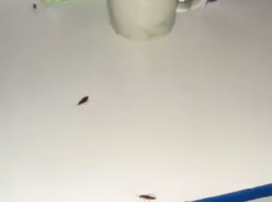 Сочинцы пожаловались на тараканов, которые одолели больницу