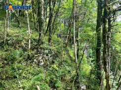 Сотрудники МЧС спасли пять туристов в Сочи 