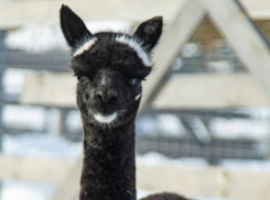 Альпака в стиле «Nike» родилась в Сочи