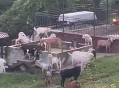 Трупы животных, крысы и перекрытый проезд: жители Сочи организовали козью ферму около кладбища