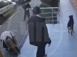 Бездомные собаки напали на подростков в Сочи