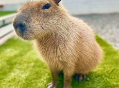  За 2,6 миллиона рублей продают двухлетнюю капибару в Сочи