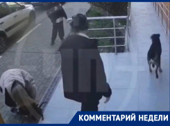 В приют поместили собаку, напавшую на девочку в Сочи