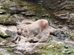 Мертвый бык гниет на берегу реки в Сочи, в которой купаются люди